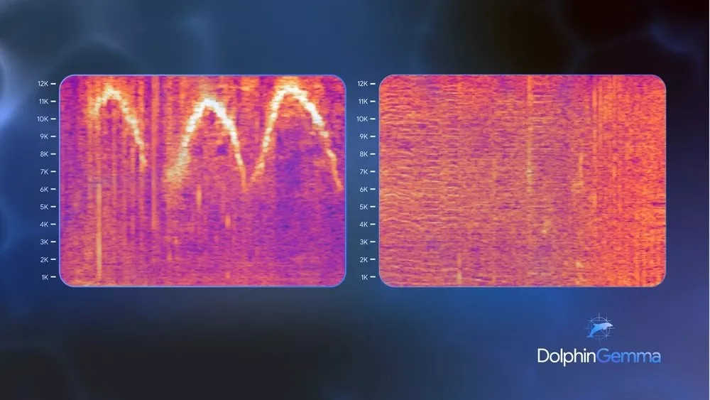 هوش مصنوعی DolphinGemma گوگل برای رمزگشایی صدای دلفین‌ها